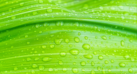 Close  up of green leaf with waterdrops, background
