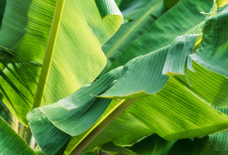 Tropical banana leaf texture, large palm foliage nature bright green backgroundの写真素材