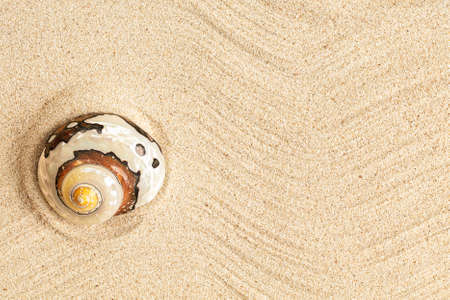 Single spiral seashell on sand, natural background, copy space, top viewの写真素材