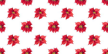 Christmas seamless pattern Poinsettia flower isolated on white background