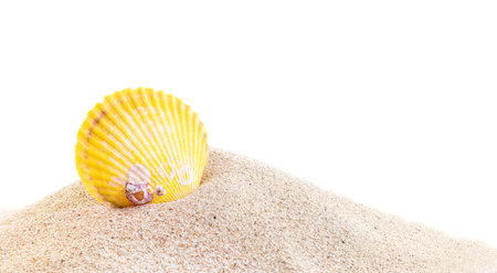 Yellow Sea shell in sand pile isolated on white background