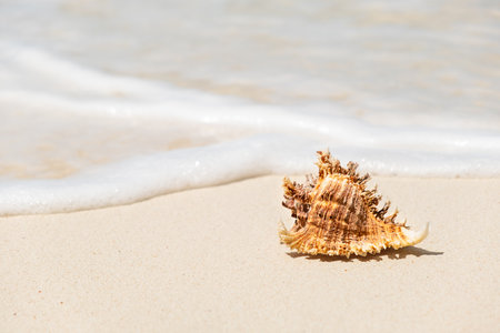 Single brown seashell on beach shore at sunny day, with sea water at background
