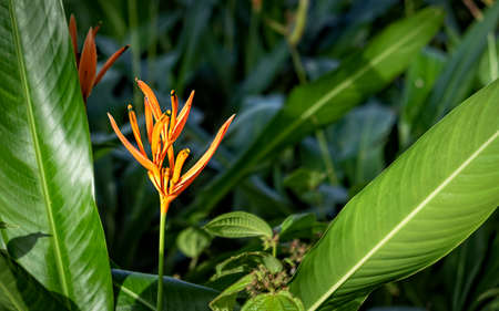 Orange and red tropical flower Bird of paradise on dark tropical foliage nature background