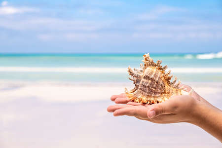 Kids hand holding large sea shell on blue sky and ocean background, tropical summer conceptの写真素材