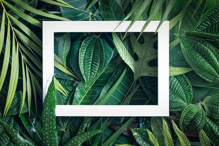 Tropical nature background, abstract white frame in the leaves with copy space, top viewの写真素材