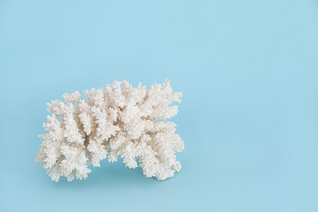 White coral on blue background with copy space
