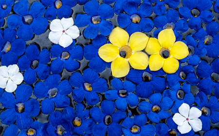 Blue flowers background on water with two yellow allamanda flowers as contrast