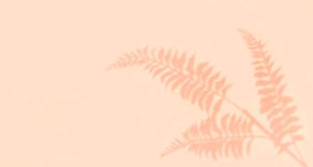 Summer background of tropical shadow branch leaves on a pastel light pink background, copy space