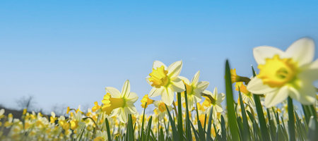 Blossoming daffodils field, at sunny day with blue sky, spring, summer background. AI generated.の素材