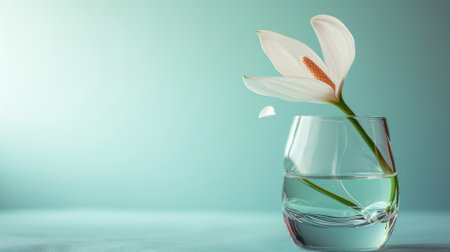 A single white flower with a subtle pink hue displayed in a half-filled glass vase.の写真素材