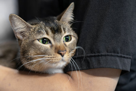 A tabby cat with green eyes being held by a person, displaying a content expressionの写真素材