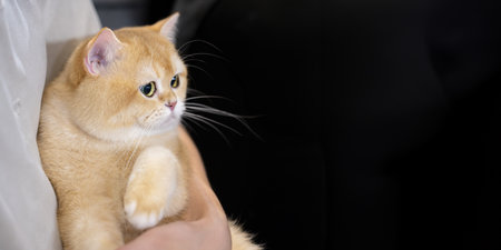 A golden British Shorthair cat being held by a person, looking sideways with curiosityの写真素材