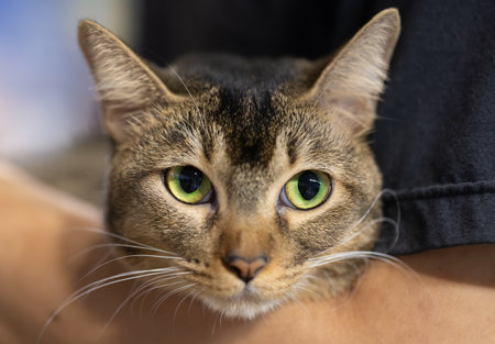 Close-up of an American Shorthair tabby cat with green eyes, being held gently by a person.の写真素材