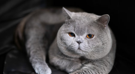 A grey British Shorthair cat lying down with a calm and relaxed expressionの写真素材