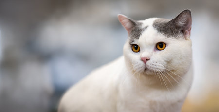 A graceful white and gray British Shorthair cat with vibrant yellow eyes, sitting poisedの写真素材