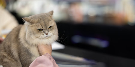 Golden British Shorthair cat with soft fur sitting calmly on the owners handの写真素材