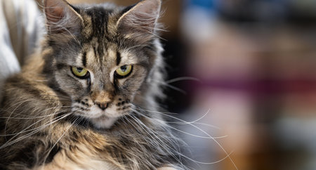 A Maine Coon cat with a long, thick fur coat and piercing green eyes stares intently at the cameraの写真素材