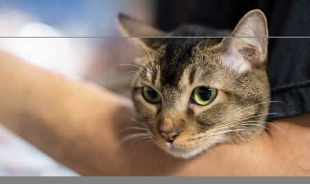 A charming tabby cat with expressive green eyes, nestled in an armsの写真素材