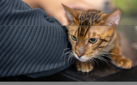 A Bengal cat with a striking coat pattern, showcasing its exotic wild lookの写真素材