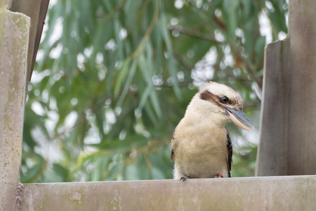Laughing kookaburra or Dacelo novaeguineae, perched on a weathered railing surrounded by lush green foliage Its open beak captures the essence of its characteristic call in this wildlife sceneの写真素材