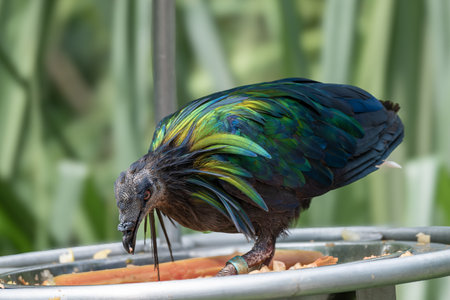 Nicobar Pigeon or Caloenas nicobarica, a tropical bird with iridescent green, blue, and bronze feathers, feeding. Close-up of its vibrant plumage and unique features.の写真素材