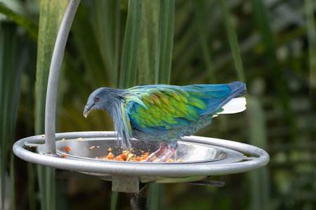Nicobar Pigeon or Caloenas nicobarica, an exotic bird with iridescent green, blue, and golden plumage, feeding from a metal dish. Its glossy feathers contrast with the soft-focus green background..の写真素材