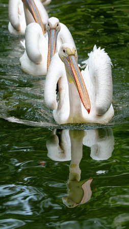 A Great White Pelican or Pelecanus onocrotalus swimming in a calm green-hued body of water, leading a group of pelicans. Its large bill and white plumage contrast beautifully with the water's reflection. .の写真素材