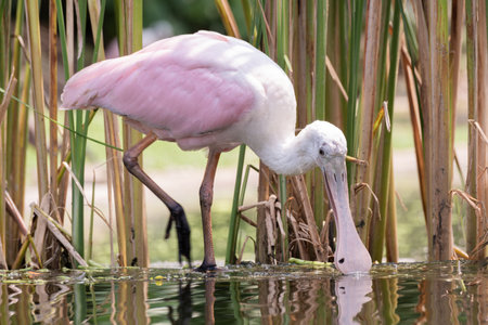 A Roseate Spoonbill or Platalea ajaja wading through shallow water, surrounded by tall reeds. Its pink plumage and unique spoon-shaped bill stand out against the natural wetland habitat. .の写真素材