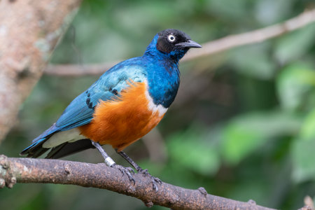 A Superb Starling or Lamprotornis superbus perched on a tree branch, displaying its iridescent blue, orange, and black plumage. Captured in a natural habitat with a blurred green foliage background. .の写真素材