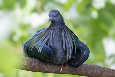 Nicobar Pigeon or Caloenas nicobarica, a striking tropical bird with iridescent green, blue, and bronze plumage, perched on a tree branch. Elegant long feathers and soft-focus background.の写真素材