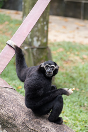 Black gibbon or Nomascus sitting on a tree trunk, holding onto a strap while eating. The primate gazes directly with a curious expression, surrounded by lush greenery. Vertical composition. .の写真素材