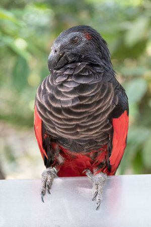 A medium-sized bird with grayish-brown plumage and striking red eyes, perched on a tree branch with lush green leaves. Natural habitat setting.の写真素材