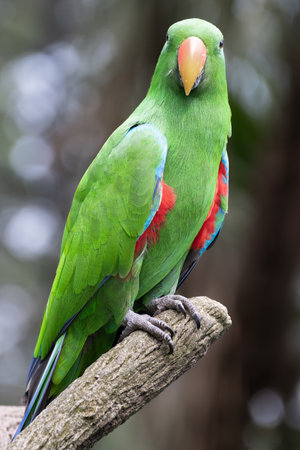 Eclectus parrot, Eclectus roratus, perched on a tree branch in a tropical rainforest. This bird has bright green plumage with red and blue accents, making it one of the most colorful parrots.の写真素材