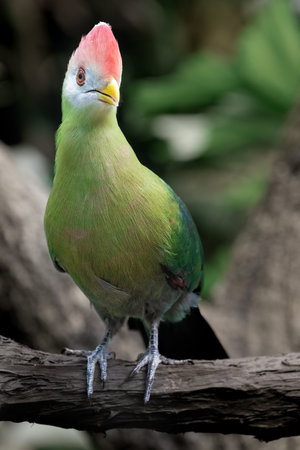 Guinea turaco, Tauraco persa, perched on a branch in a tropical forest. The bird has vibrant green plumage, a red crest, and a yellow beak, standing out against the blurred jungle background.の写真素材