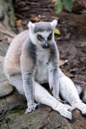 Ring-tailed lemur, Lemur catta, sitting on a tree trunk, its striped tail resting on the ground. The primate looks curiously around, surrounded by fallen leaves and tropical vegetation.の写真素材