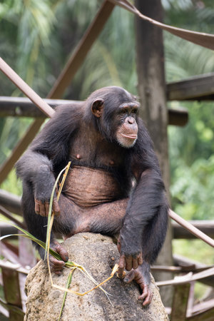 A chimpanzee or Pan troglodytes sitting on a rock, holding a twig while observing its surroundings....