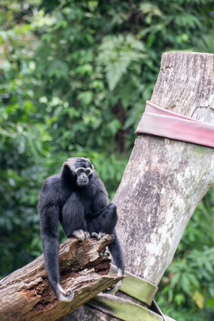 Black gibbon or Nomascus sitting on a log in a lush green tropical rainforest. The primate appears...