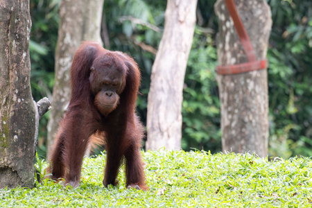 A Bornean orangutan or Pongo pygmaeus walking on green grass in a lush forest environment. The...