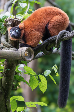 Red ruffed lemur or Varecia rubra perched on a tree branch, displaying its striking red and black...