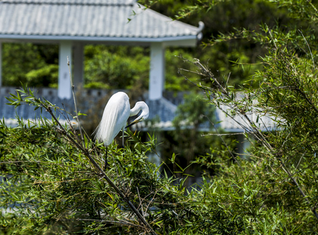 Egretの写真素材