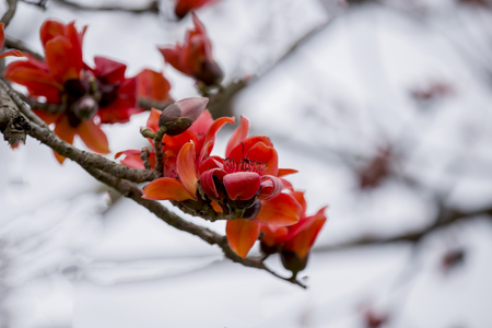 Kapok flowerの写真素材