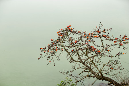 Kapok treeの写真素材