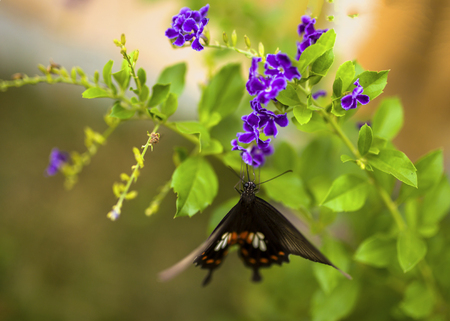 Butterfly and flowerの写真素材