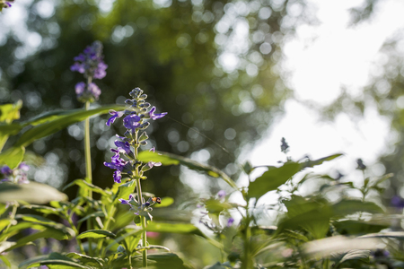 lavenderの写真素材