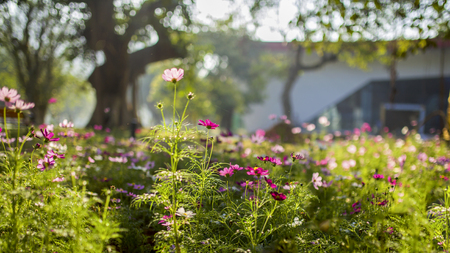 galsang flowerの写真素材