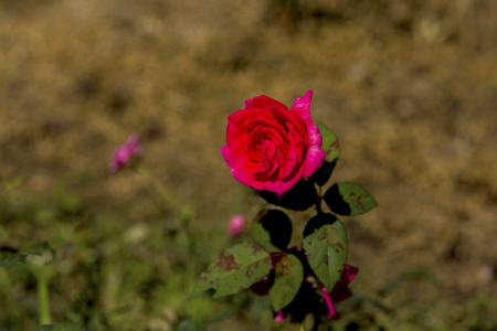 Chinese roseの写真素材