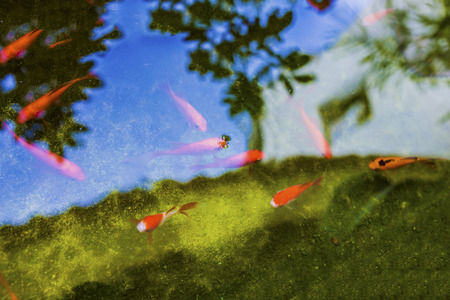 fish at pondの写真素材