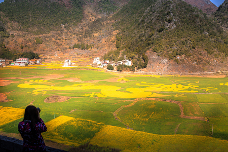 Rape flowerの写真素材