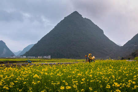 Rape flowerのeditorial素材