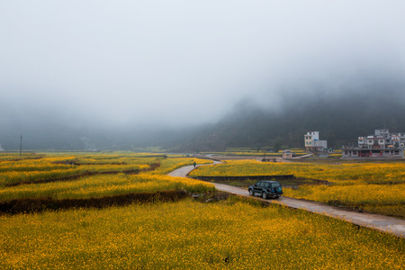 Rape flowerの写真素材